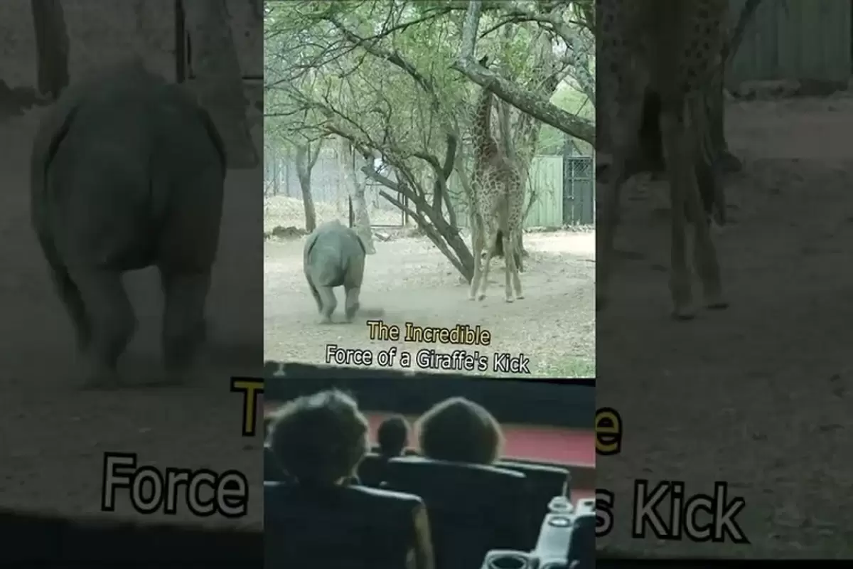 (ویدئو) کتک خوردن کرگدن و شیر از زرافه شش متری