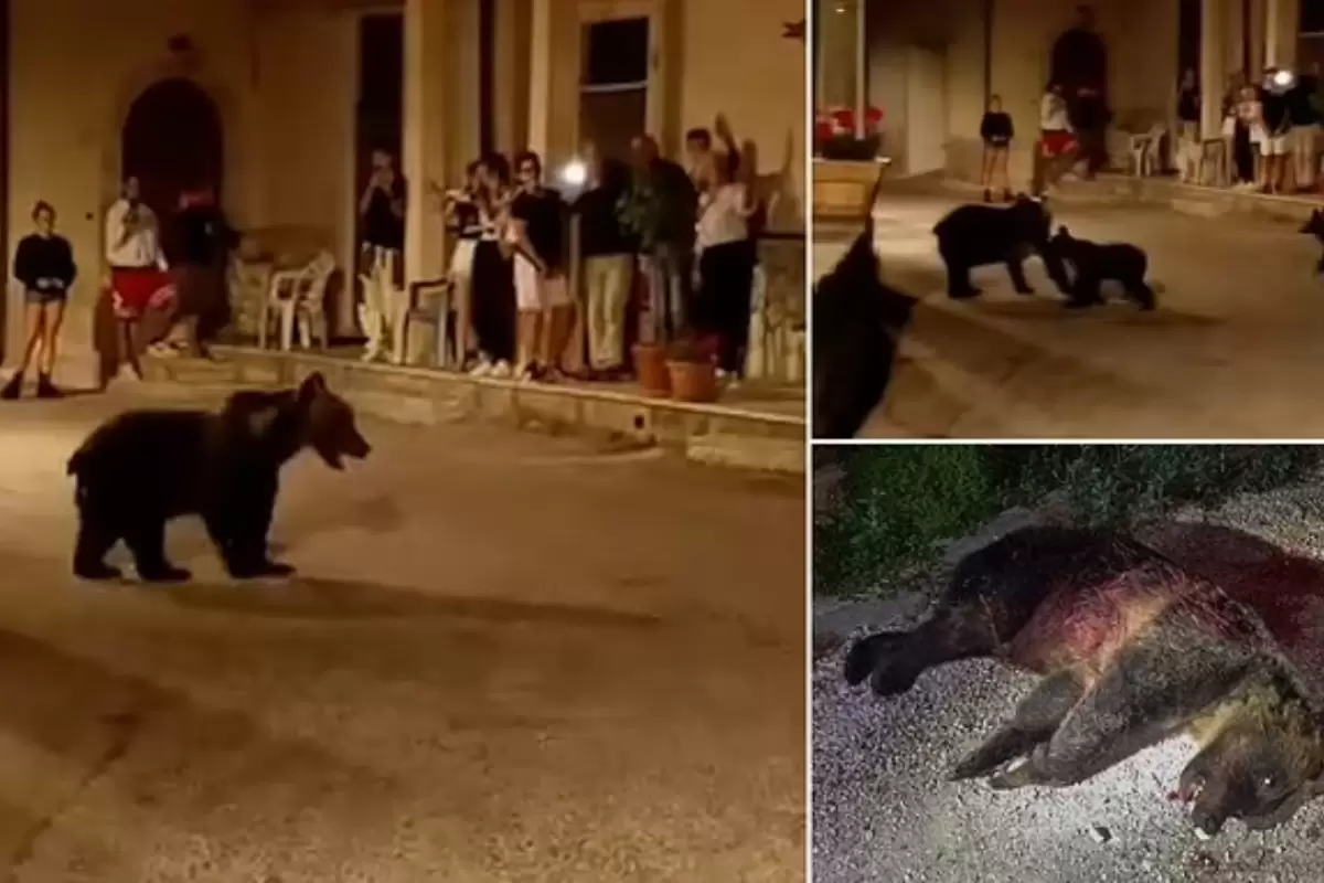 (تصاویر) کشته شدن یک خرس قهوه‌ای در حال انقراض در یتالیا