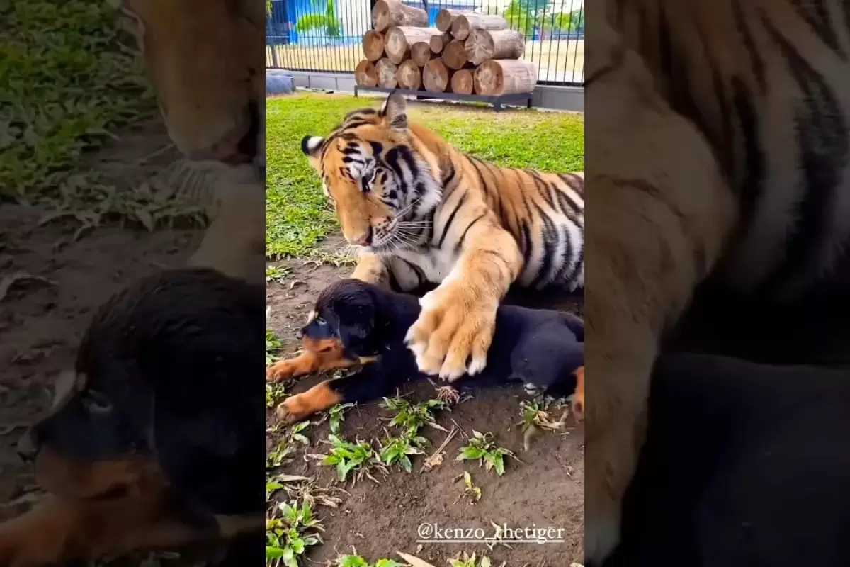 (ویدئو) این ببر غول پیکر یک توله سگ بامزه را بچه اش اشتباه گرفته!