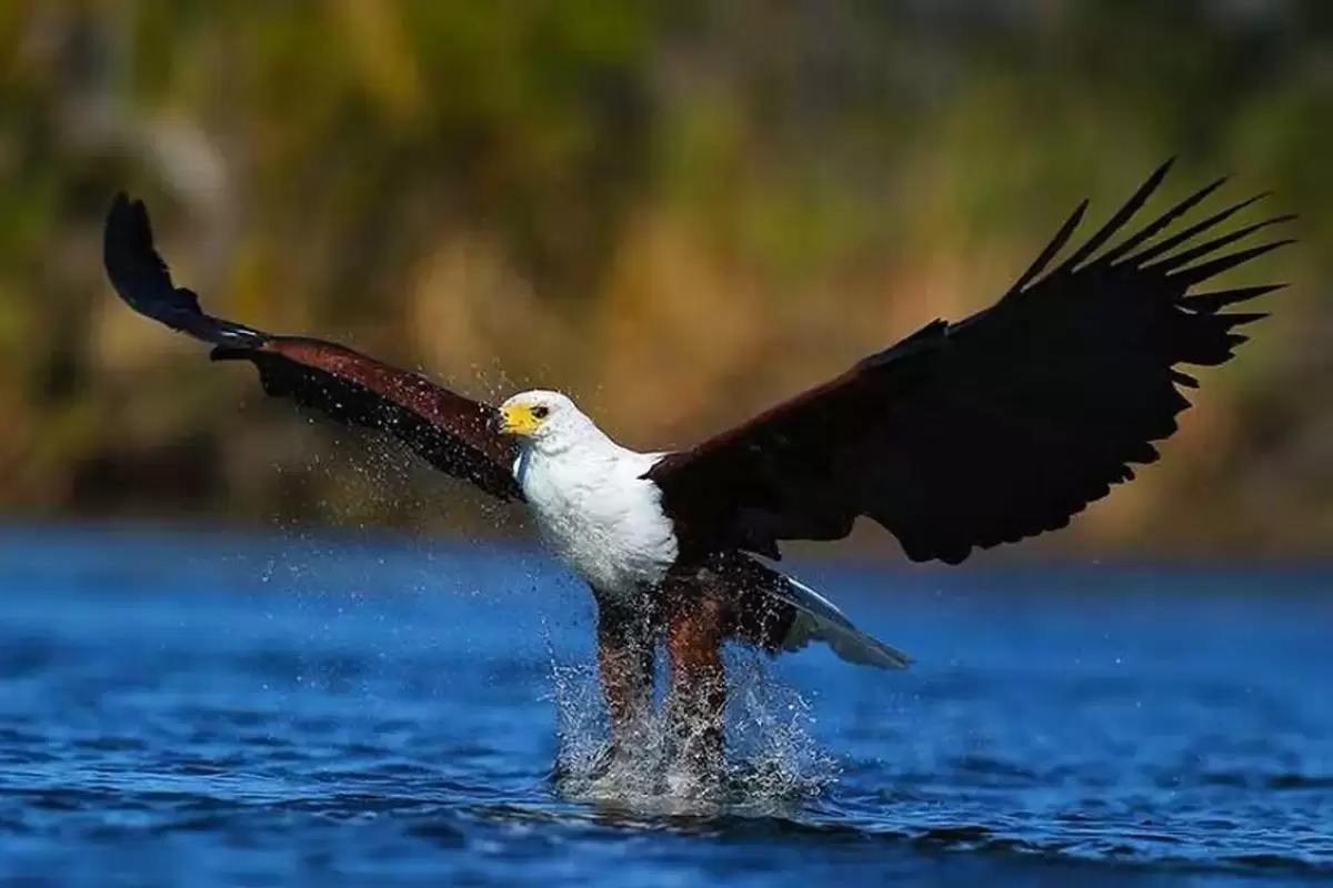 (ویدیو) حرکت تماشایی عقاب برای صید یک ماهی بیش از اندازه بزرگ