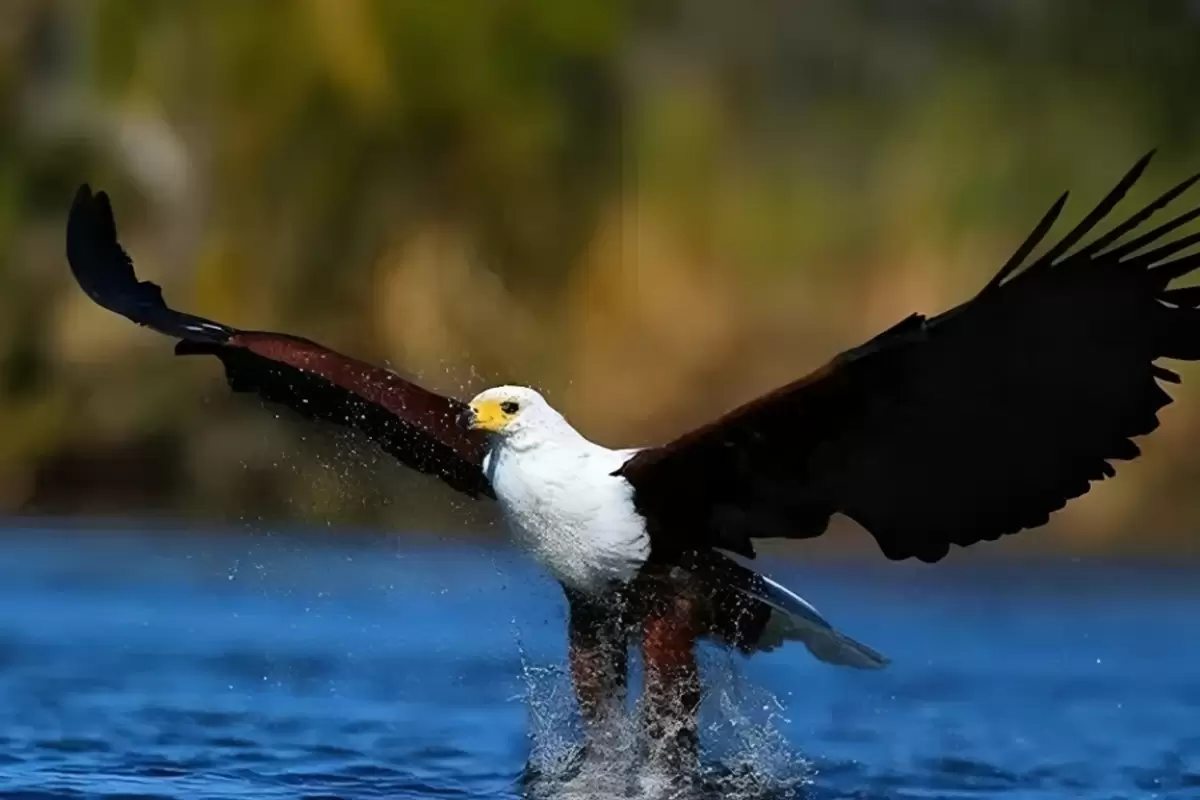 (ویدئو) یکی از غول‌پیکرترین عقاب های دنیا را ببینید