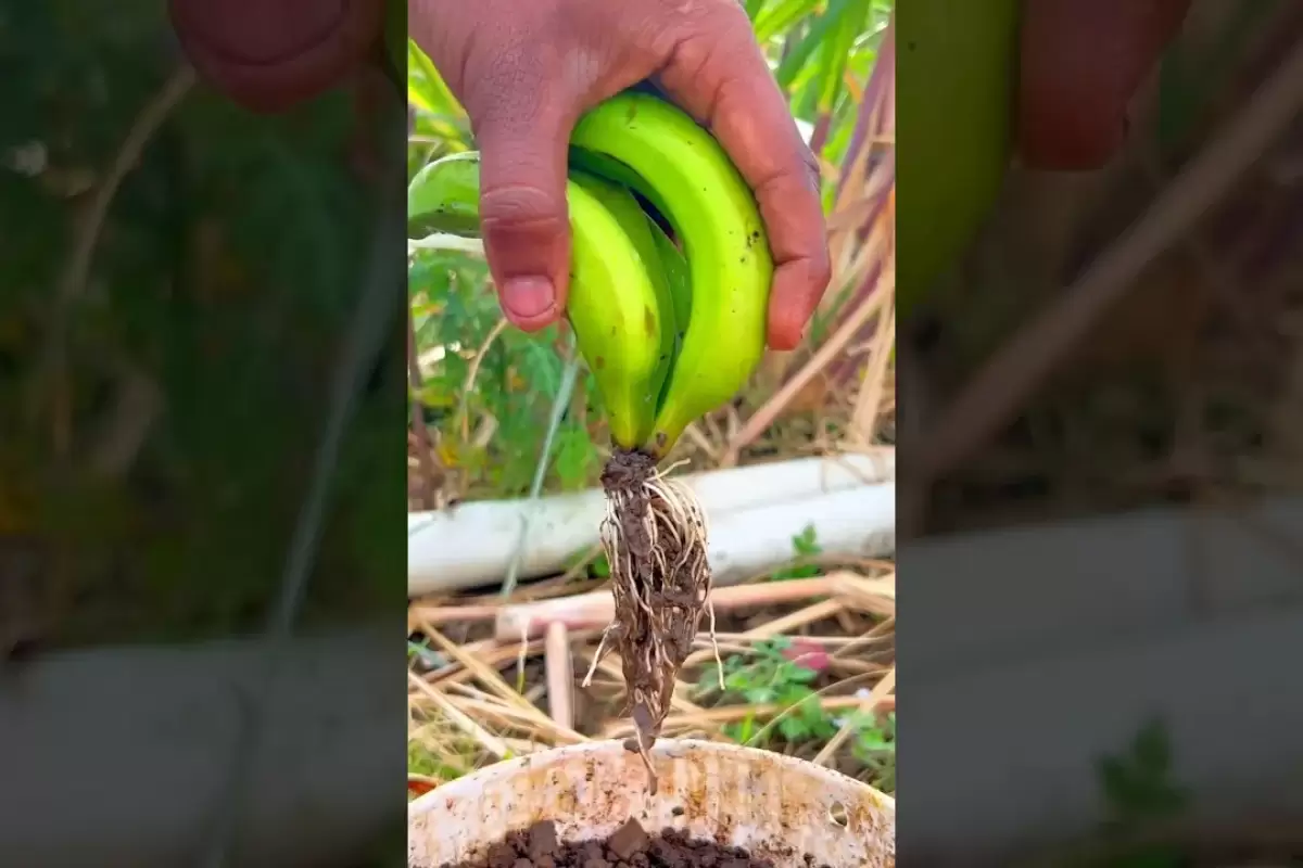 (ویدئو) راحت ترین و بهترین روش برای کاشت میوه موز در گلدان و برداشت موز در خانه