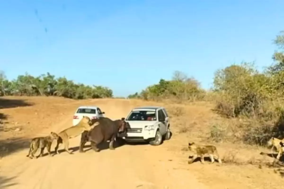 (ویدئو) یک شکار عجیب؛ اسب آبی به جای شیرها، لندرور را گاز گرفت!