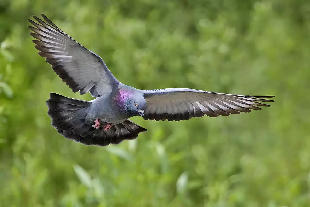 (ویدئو) واکنش شاهین شکاری به اشتباه عجیب کبوتر!