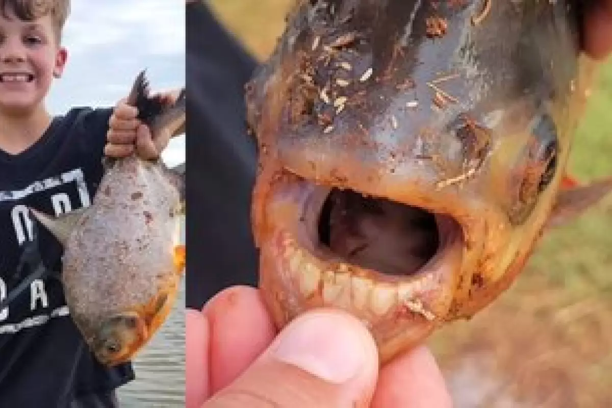 (عکس) دندان‌های انسان در دهان ماهی شگفتی‌ساز شد