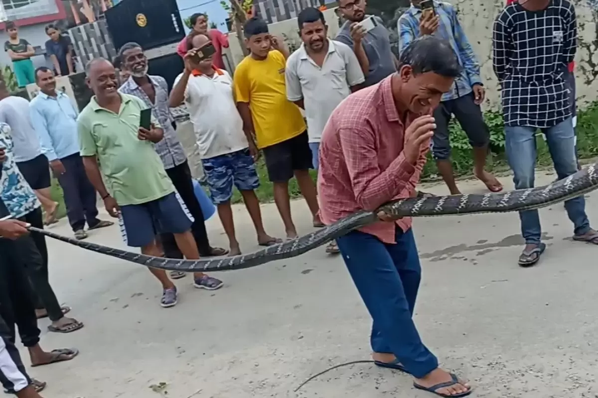 (ویدئو) لحظه به دام انداختن بزرگترین شاه کبرای جهان توسط یک مارگیر هندی در خیابان