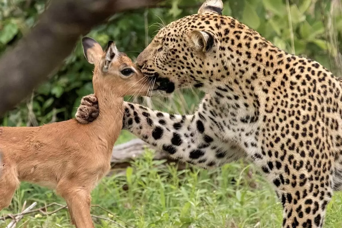 (ویدیو) شاخ بازی نافرجام و خنده دار حیوانات برای یکدیگر!