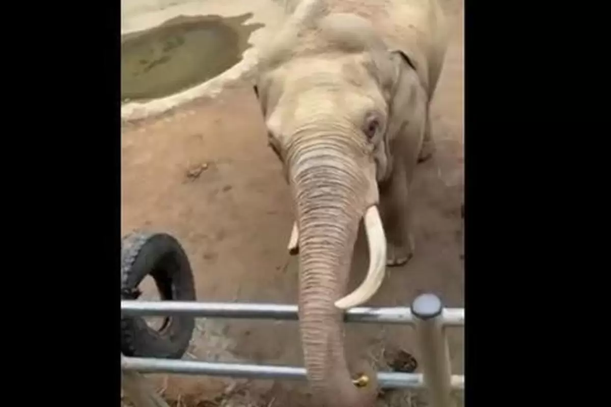 (ویدئو) بازی فیل و کودک!
