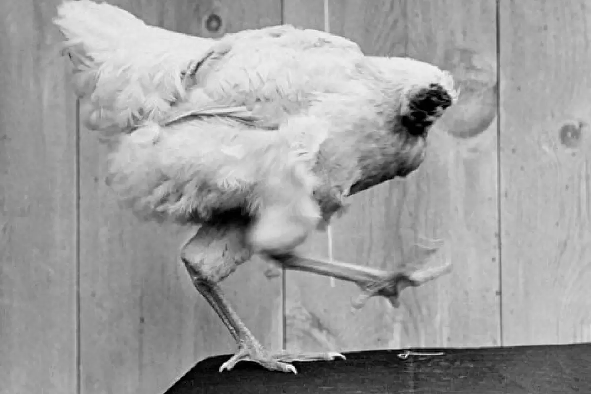 ( ویدیو) این مرغ ۱۸ ماه بدون سر زندگی کرد!