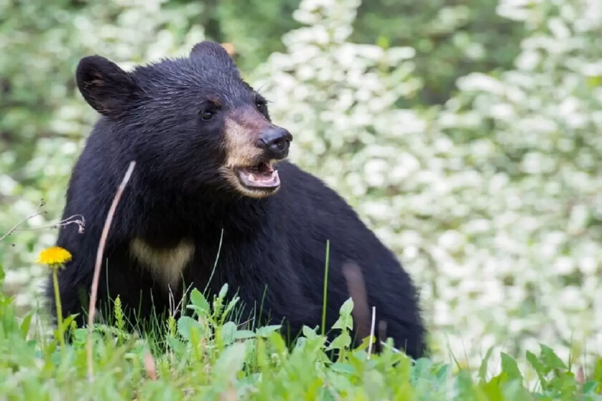 ( ویدیو) تصاویری زیبا از بازیگوشی چهار قلاده خرس سیاه آسیایی در کهنوج