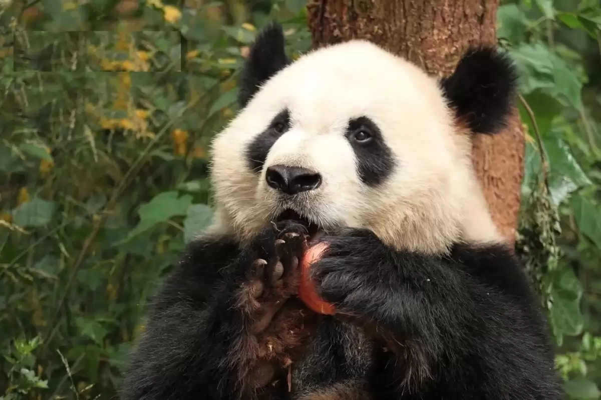 (ویدئو) واکنش خرس پاندا پس از پرتاب بد یک سیب