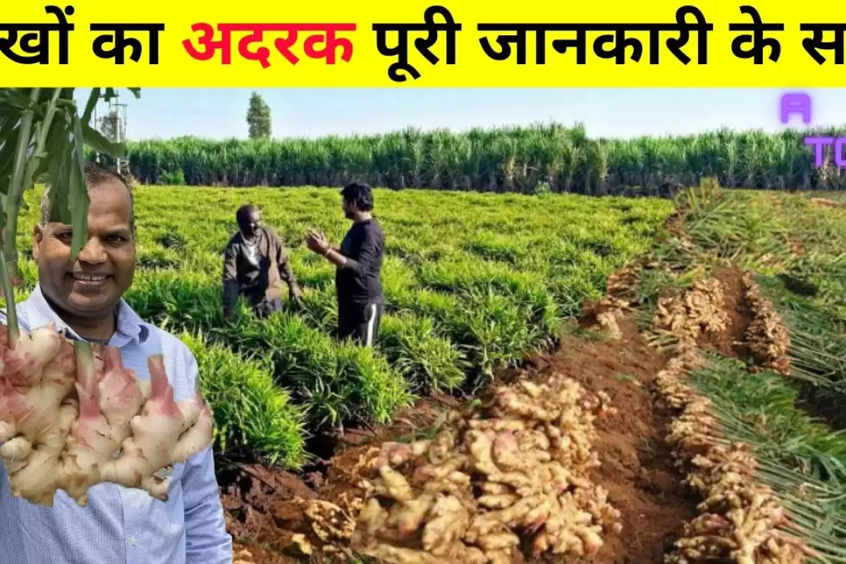 (ویدئو) هندی ها به همین سادگی در باغچه زنجبیل می کارند و برداشت می کنند!
