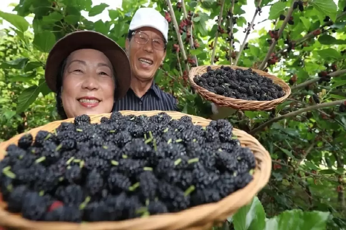 (ویدئو) عملیات تماشایی برداشت توت آسیایی و تهیه آبمیوه توت در کارخانه