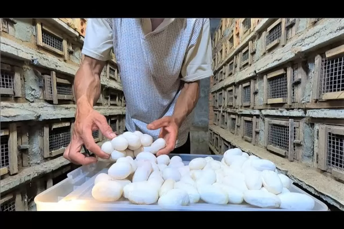 (ویدئو) فرایند برداشت خطرناک تخم مار کبرا در یک مزرعه بزرگ پرورش مار