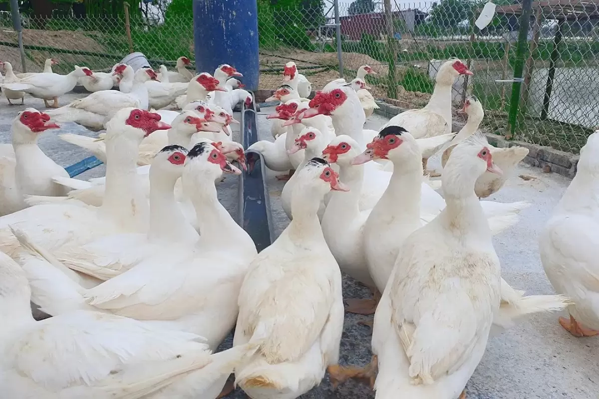 (ویدئو) ببینید این زن ویتنامی چگونه 3 هزار اردک مسکویی را پرورش می دهد
