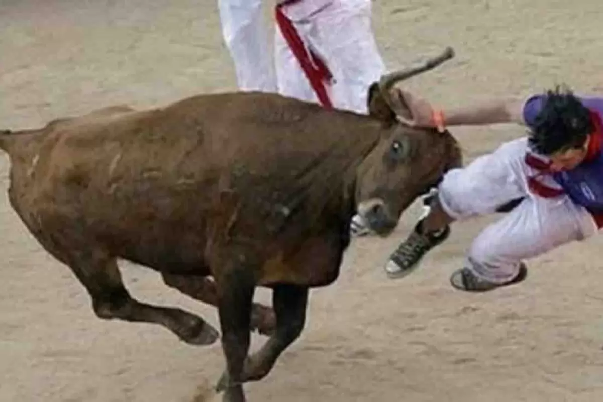 حملات خونین یک گاو عظیم‌الجثه به یک گردشگر