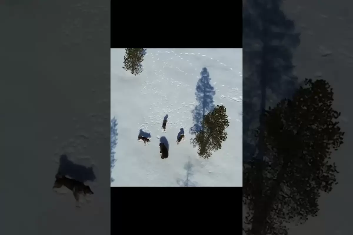 (ویدئو) خرس قهوه ای غول پیکر در محاصره 5 سگ شکاری!