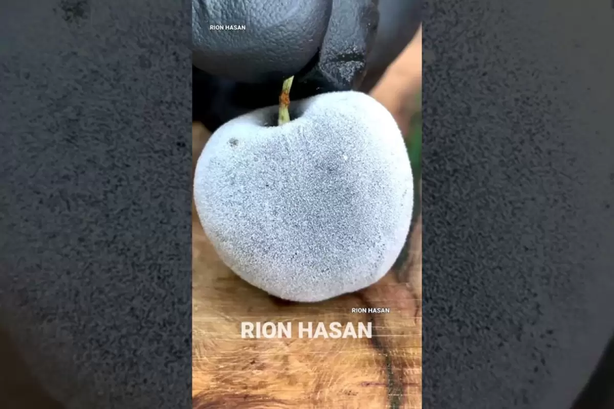 (ویدئو) این میوه ها از دنیای دیگری آمده اند!