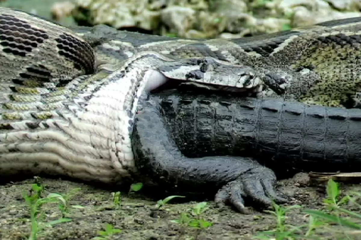 (ویدئو) مار پیتون غول پیکر تمساح را خفه کرد و بلعید!