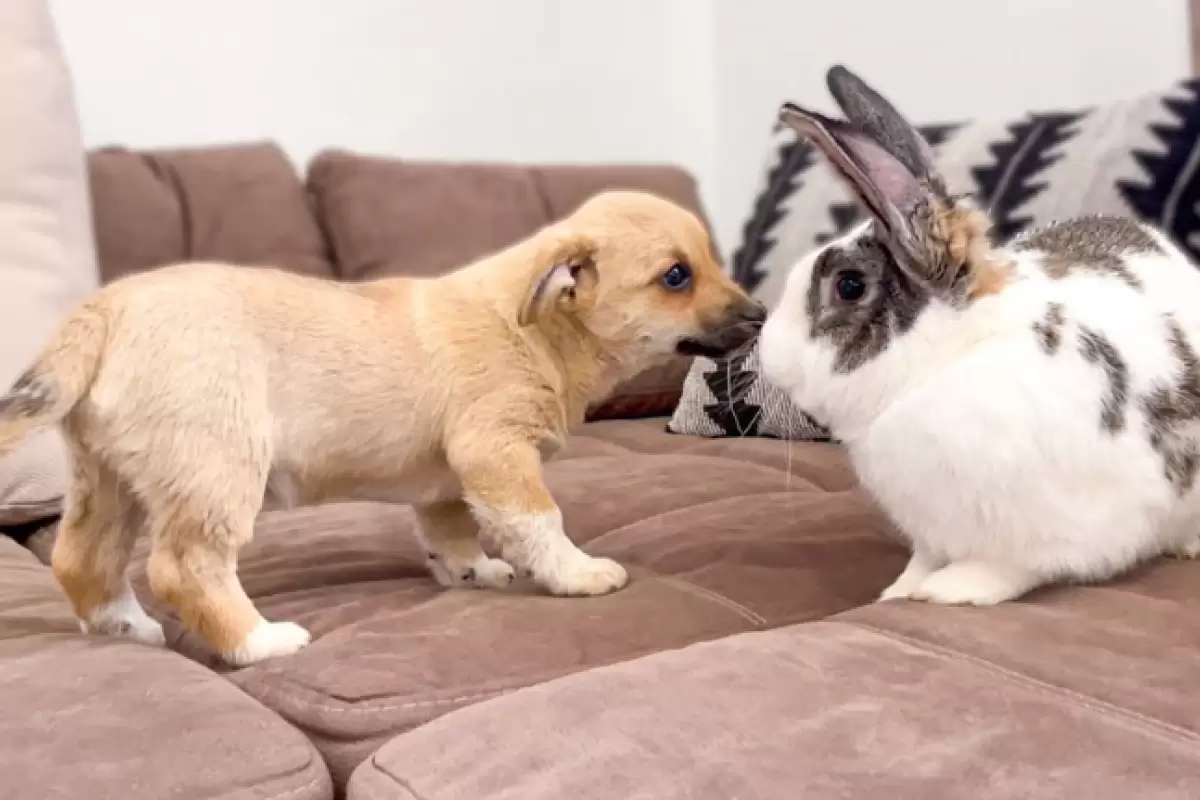 (ویدئو) مبارزه تماشایی سگ یک ماهه با یک خرگوش در حضور سگ های تماشاگر