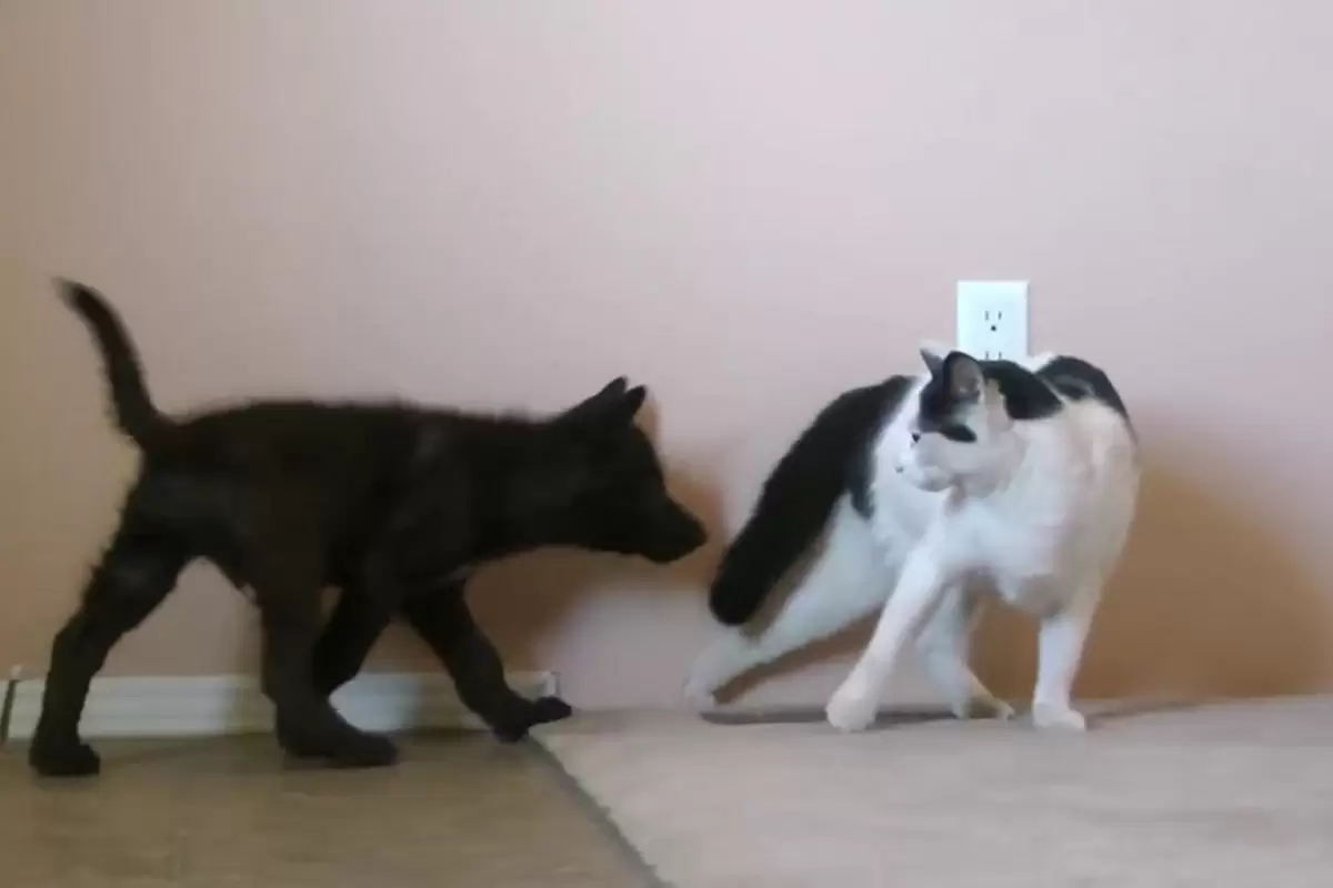 (ویدئو) دوستی دیدنی یک گربه با توله گرگ!