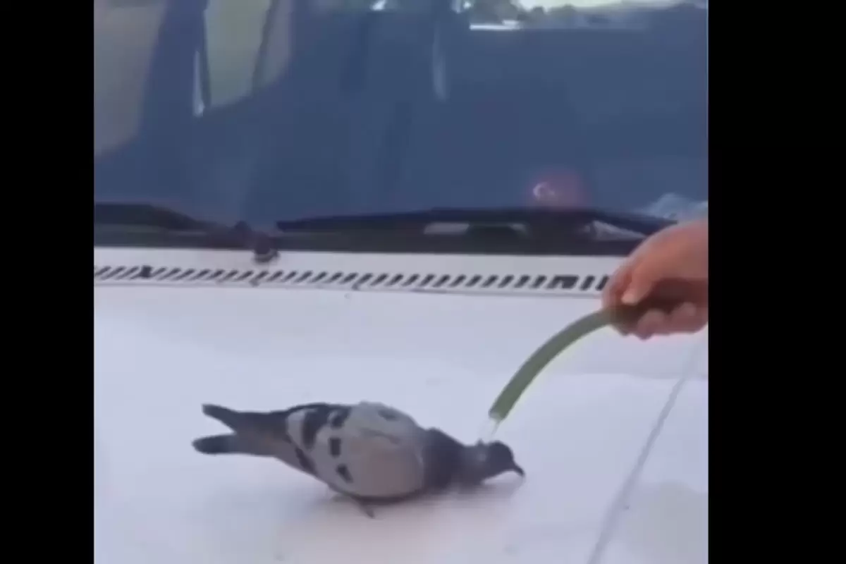 (ویدیو) پناه آوردن کبوتر از شدت گرما به انسان