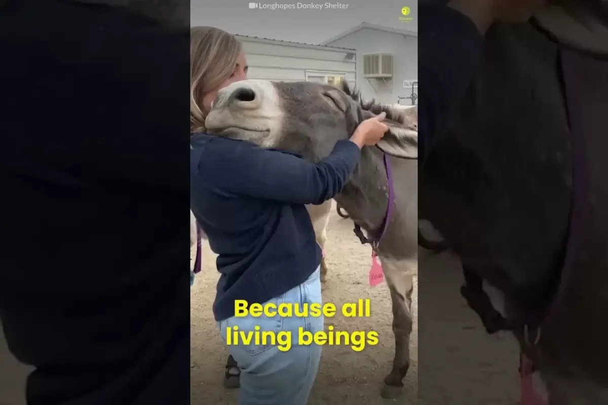 (ویدئو) واکنش احساسی حیوانات وقتی پس از ماه‌ها با صاحب‌شان دیدار می‌کنند