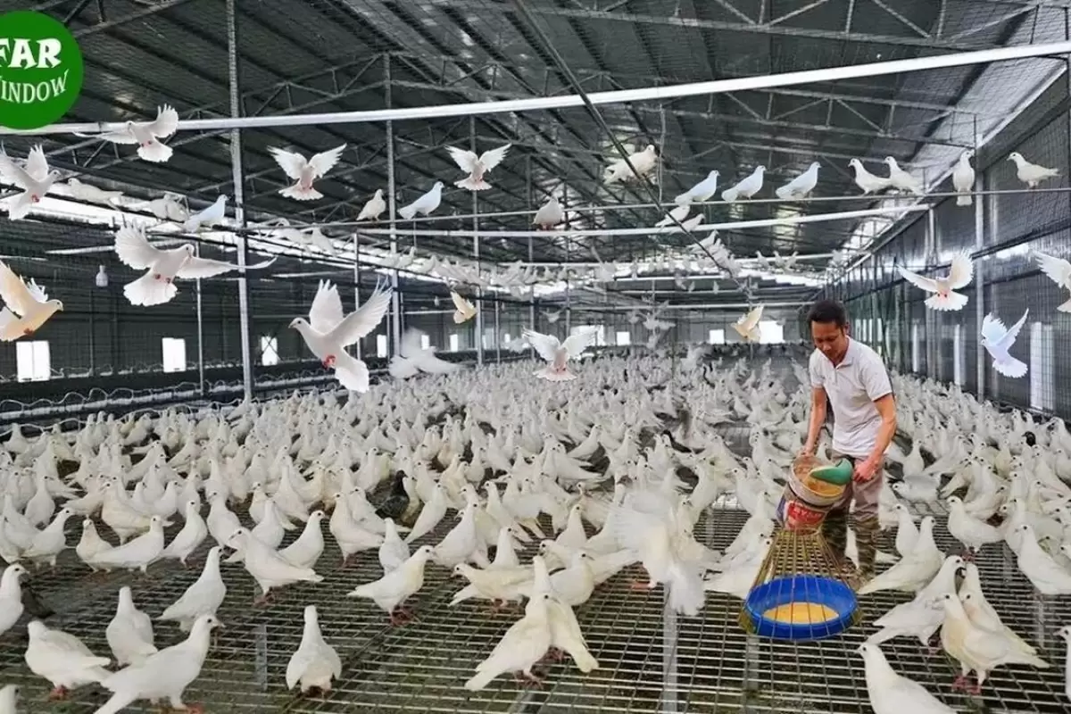 (ویدئو) مزرعه پرورش کبوتر در چین؛ فرایند فرآوری گوشت کبوتر در کارخانه