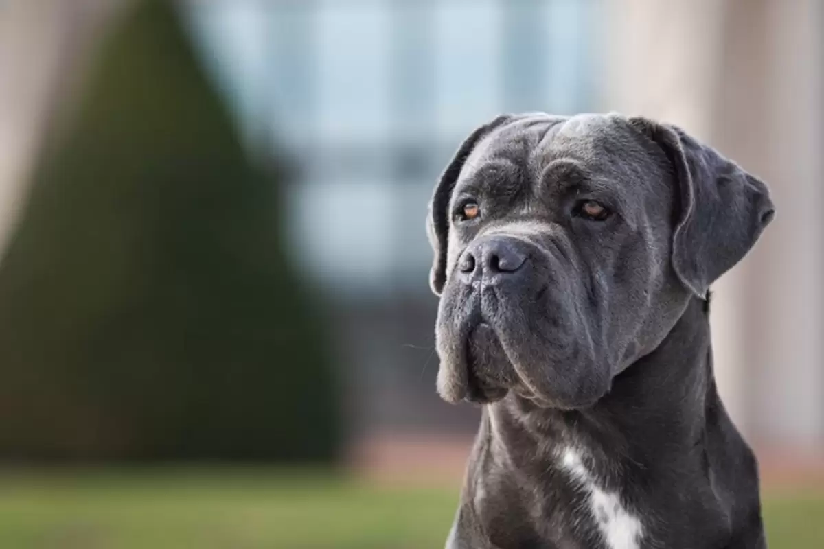 (ویدئو) قلدر بازی خنده دار بُزهای چموش برای قوی ترین نژاد سگ جهان!