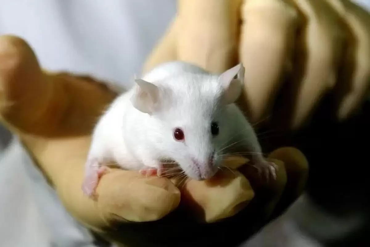آیا روزه داری متناوب می‌تواند به شما کمک کند بیش‌تر عمر کنید؟ از این موش‌ها بپرسید