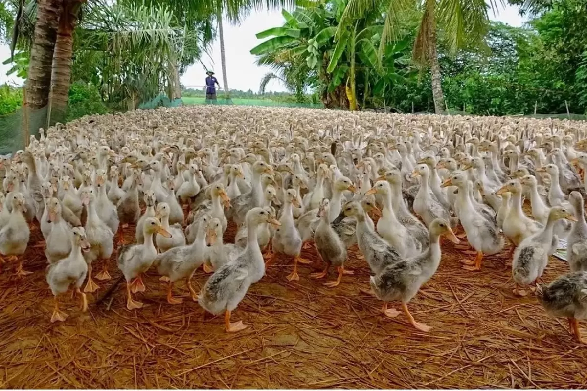 (ویدئو) خانواده ویتنامی ۱۰۰ هزار اردک محلی را پرورش می‌دهند