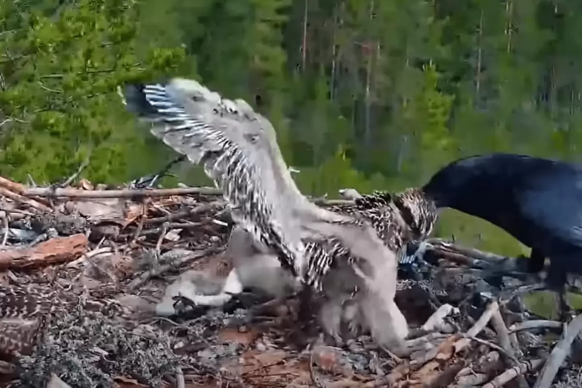 ( ویدیو) ترفند کلاغ برای خارج کردن عقاب از لانه اش و کشتن جوجه های آن