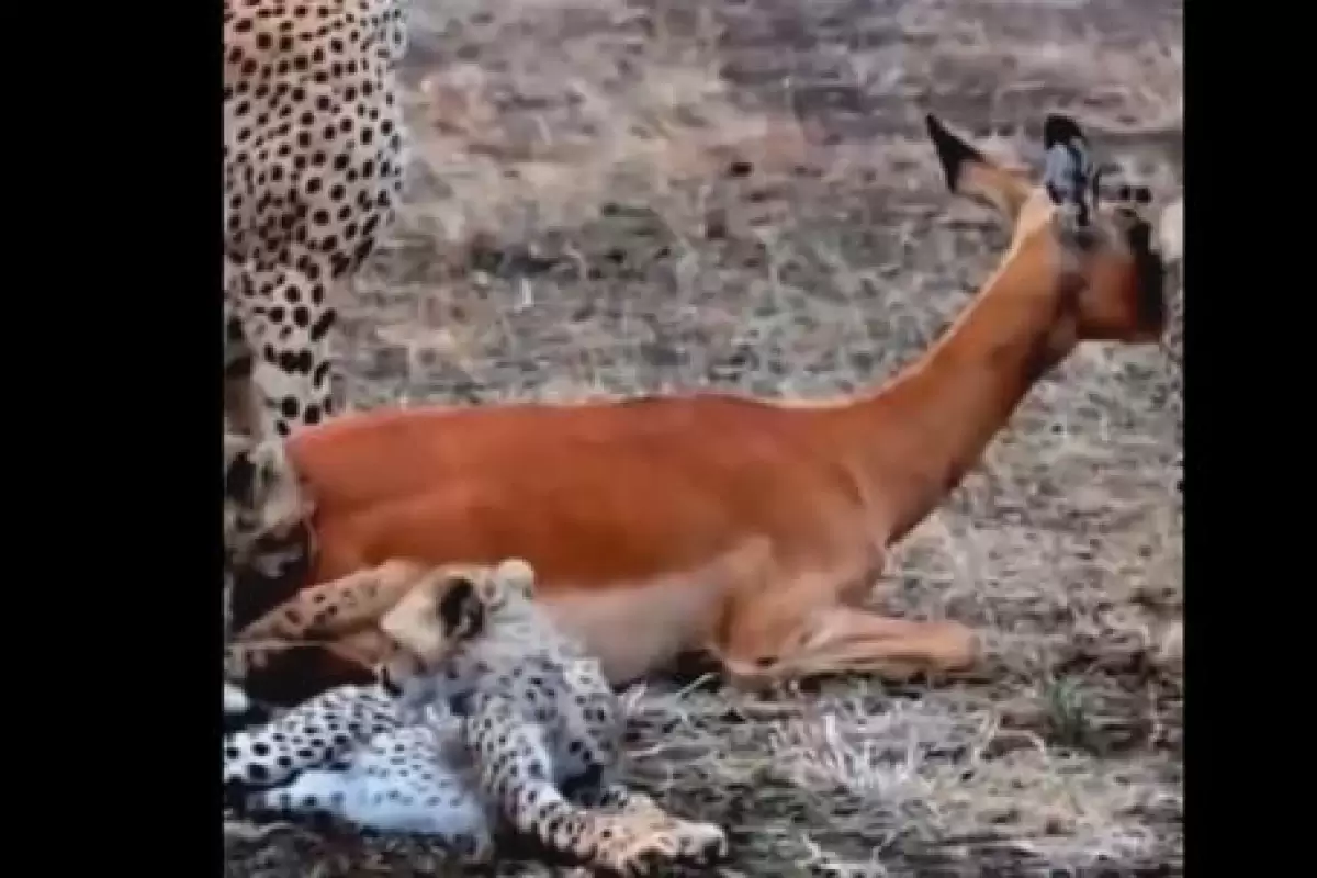 ( ویدیو) یوزپلنگ ماده درحال آموزش شکار به توله هایش