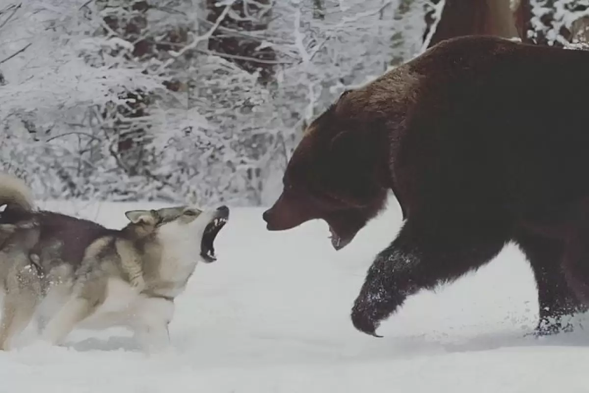 ( ویدیو) مبارزه خرس گریزلی با گله گرگ ها برای دفاع از لاشه گوزن