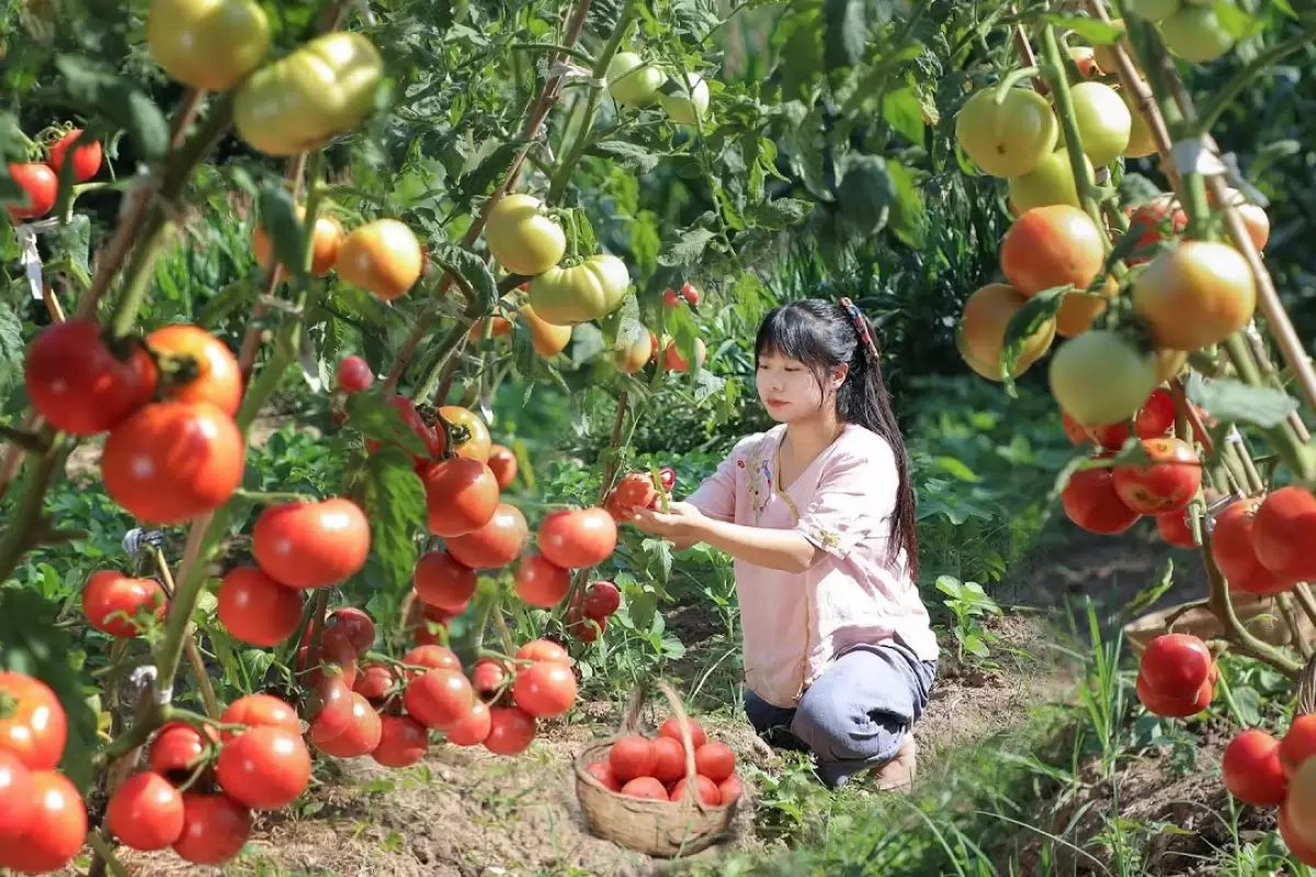 (ویدئو) برداشت گوجه در مزرعه و پخت یک غذای خوشمزه با آن توسط دختر روستایی هنگ کنگی