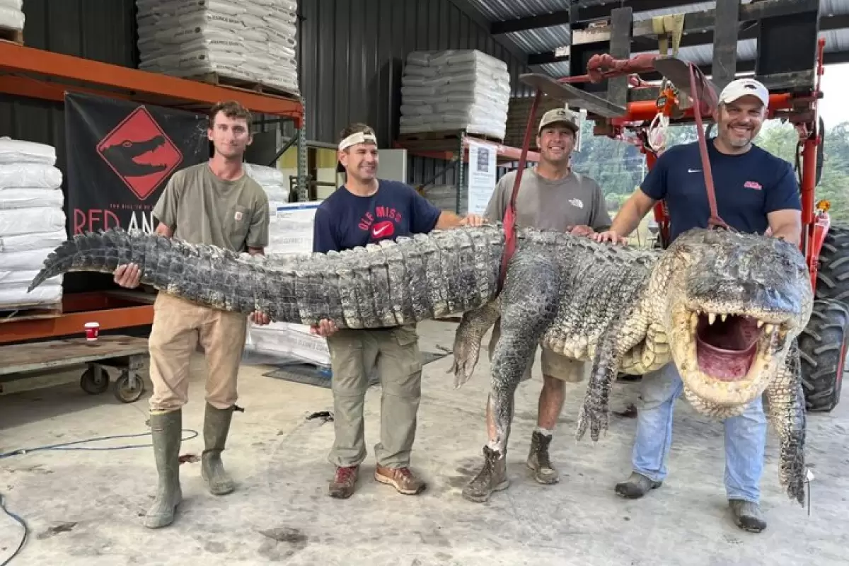 (تصاویر) شکار بزرگترین تمساح تاریخ می‌سی‌سی‌پی