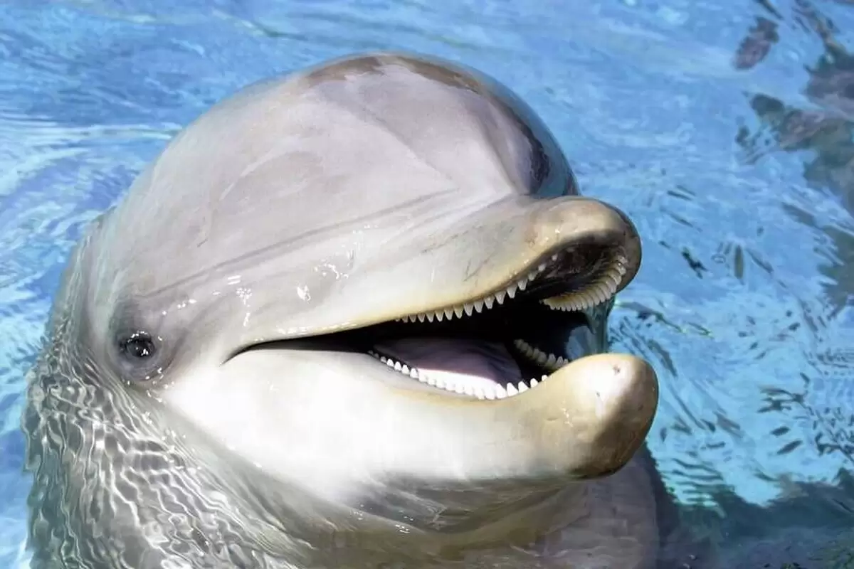 (ویدئو) دلبری دلفین برای دندان پزشکش