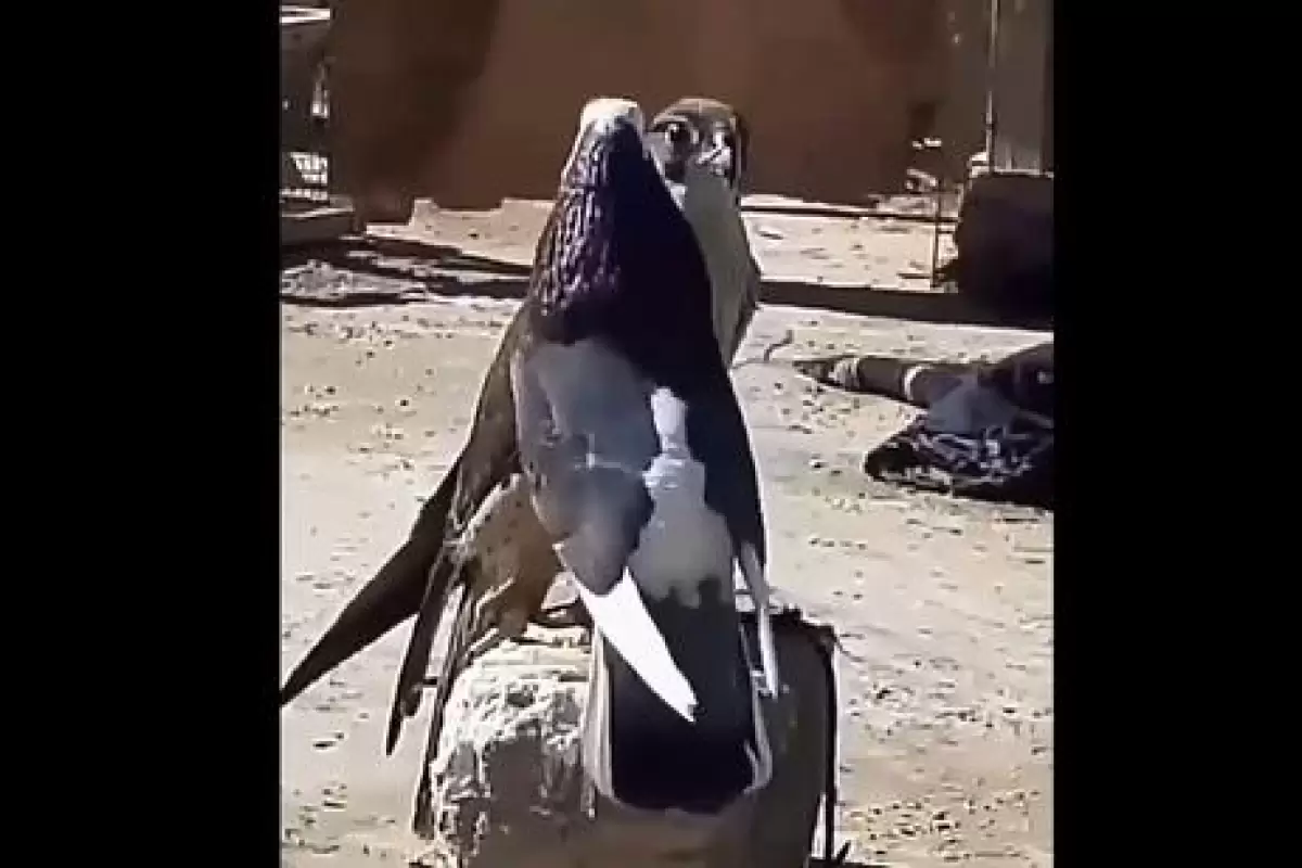 ( ویدیو) خط و نشان جالب کبوتر برای شاهین !