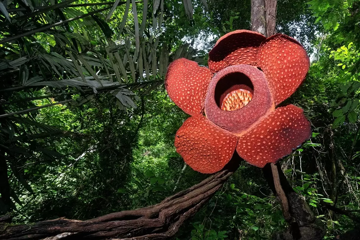 (عکس) بلایی که سر بزرگترین و بدبوترین گل جهان آورده‌اند