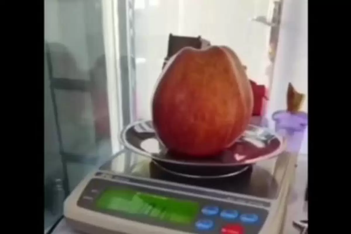 ( ویدیو) سیب نیم کیلویی در ایران