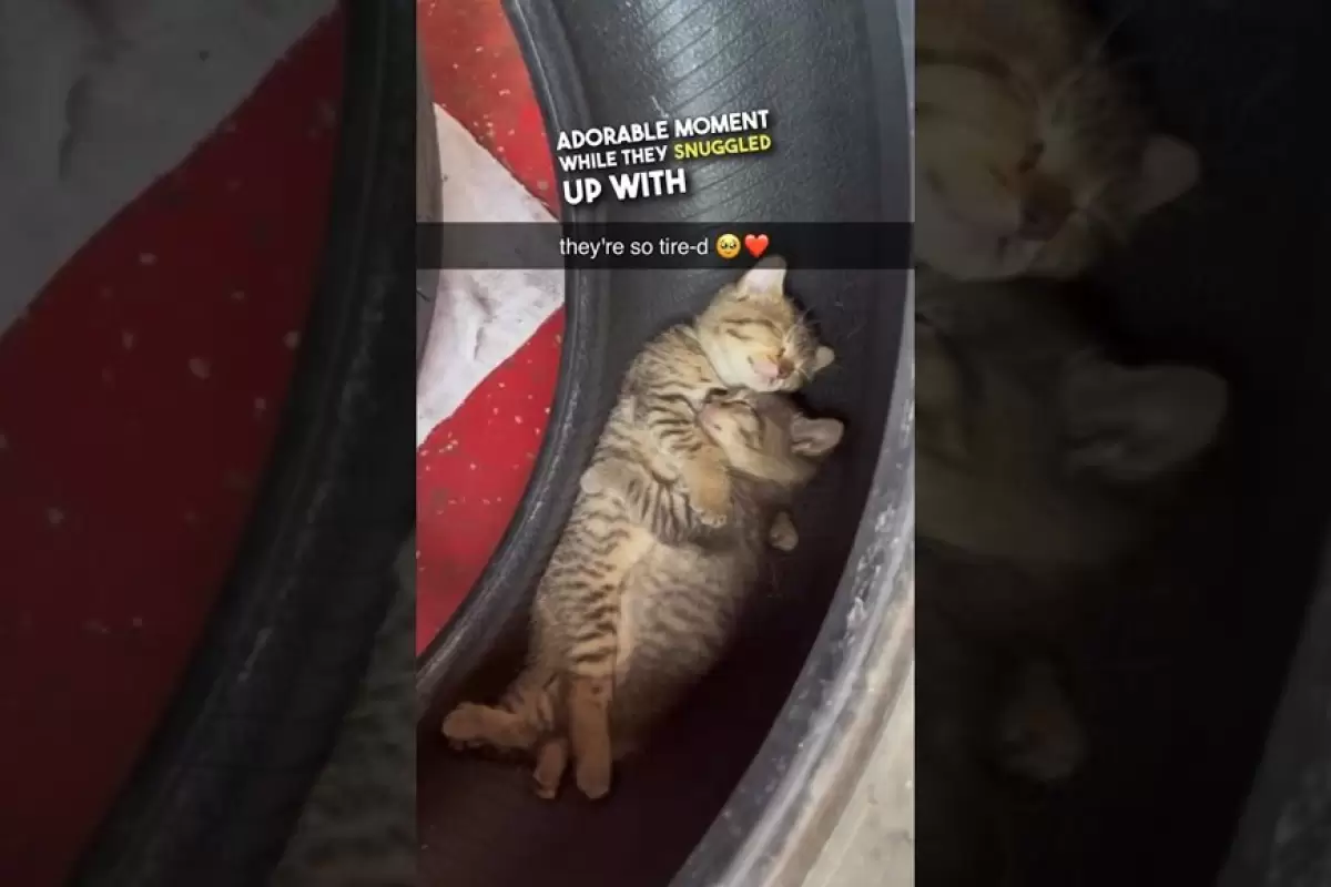 (ویدئو) صحنه ای دوست داشتنی از خواب بامزه دو بچه گربه داخل لاستیک خودرو