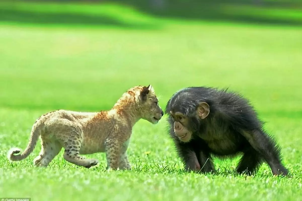 (ویدیو) رفاقت باورنکردنی میمون و بچه شیر
