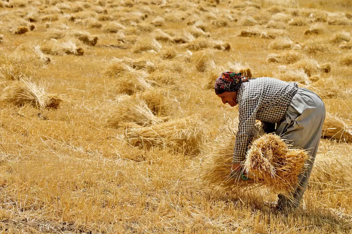 افزایش 4 برابری خرید گندم از کشاورزان خراسانی