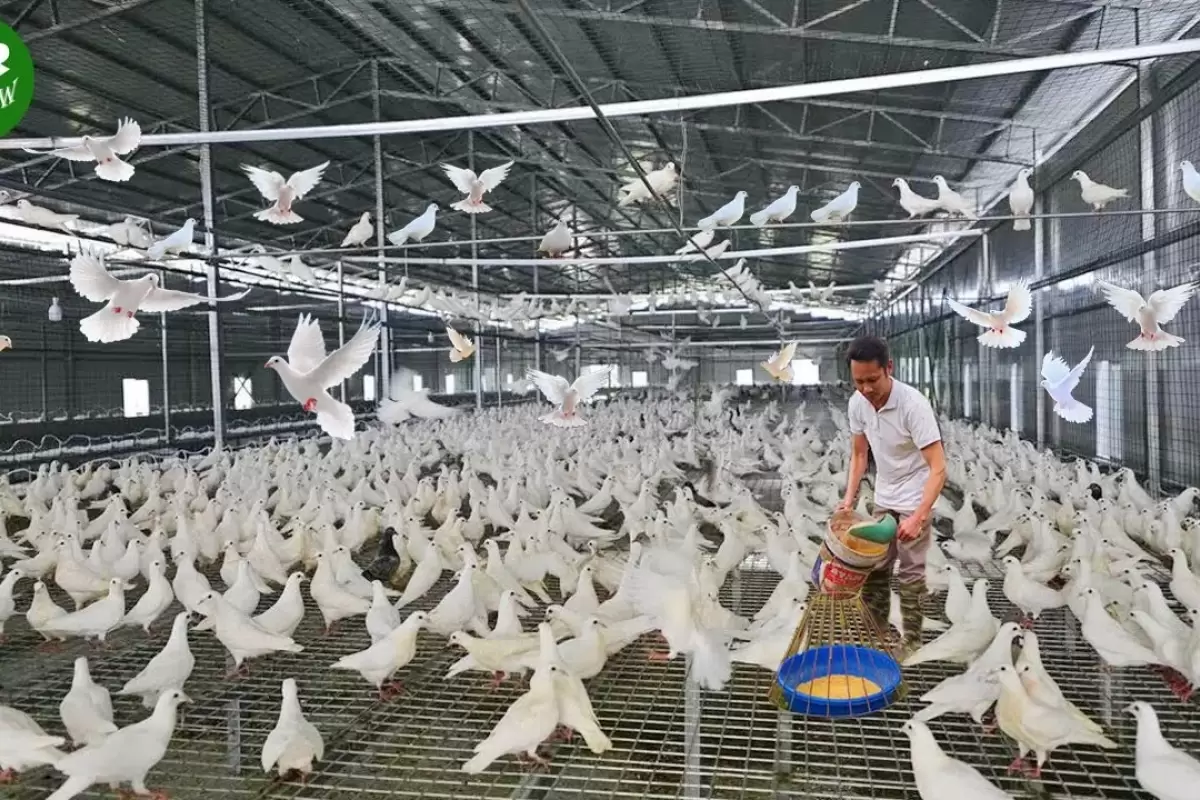 (ویدئو) فرایند پرورش میلیون ها کبوتر در مزرعه و بسته بندی گوشت آن در کارخانه