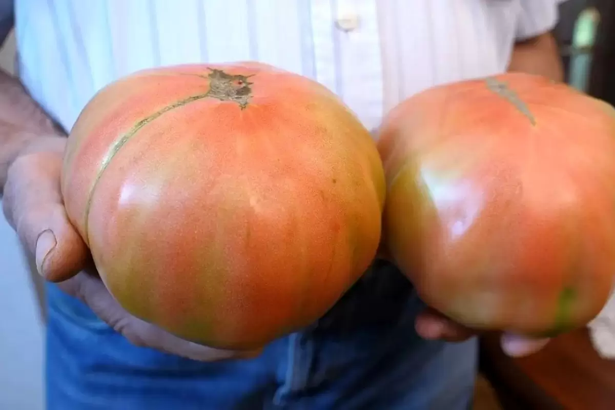 (ویدئو) کاشت و برداشت گوجه فرنگی‌های غول پیکر صورتی توسط پدربزرگ