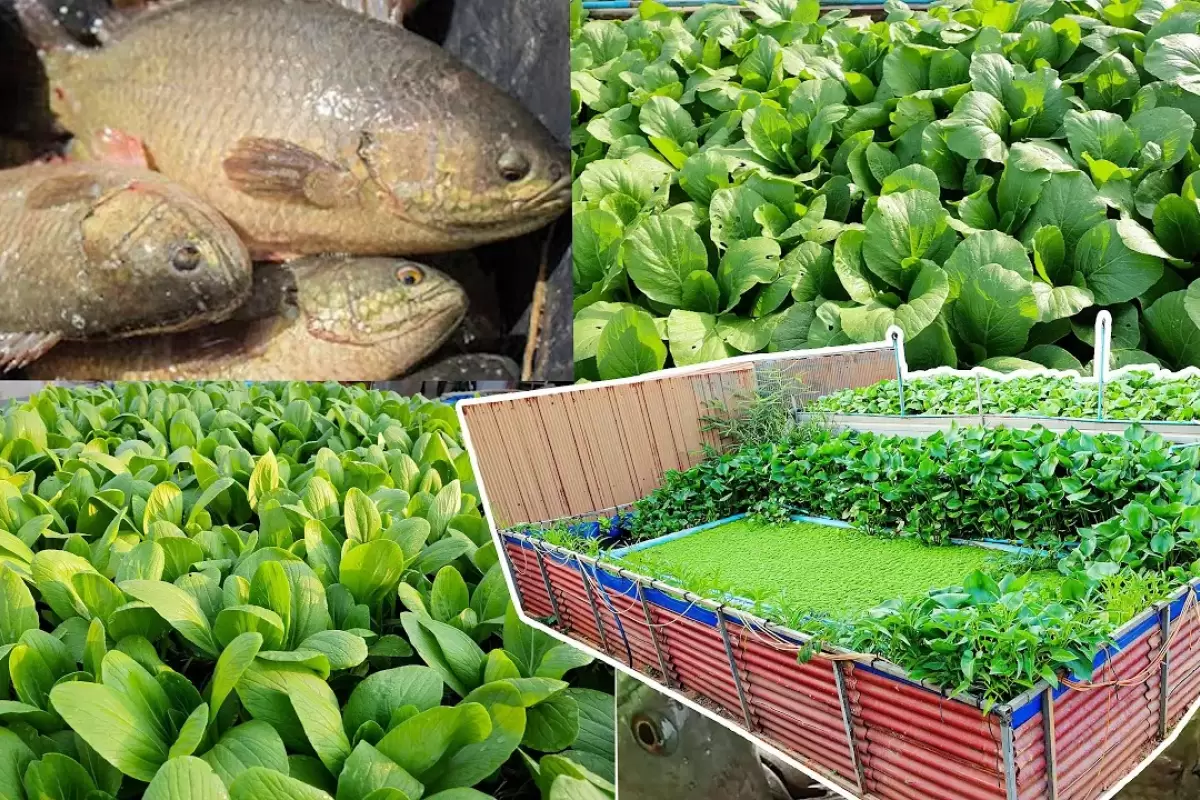 (ویدئو) با این روش تایلندی در خانه استخر پرورش ماهی سوف احداث کنید!