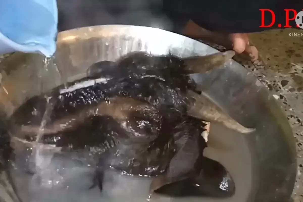 (ویدئو) پخت عجیب کله پاچه بز به سبک هندی ها!