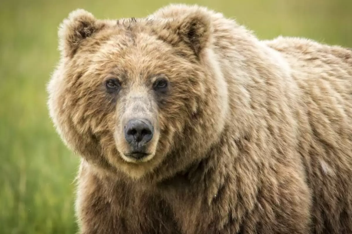 (ویدیو) رژه خرس غول پیکر در مقابل بازدیدکنندگان پارک