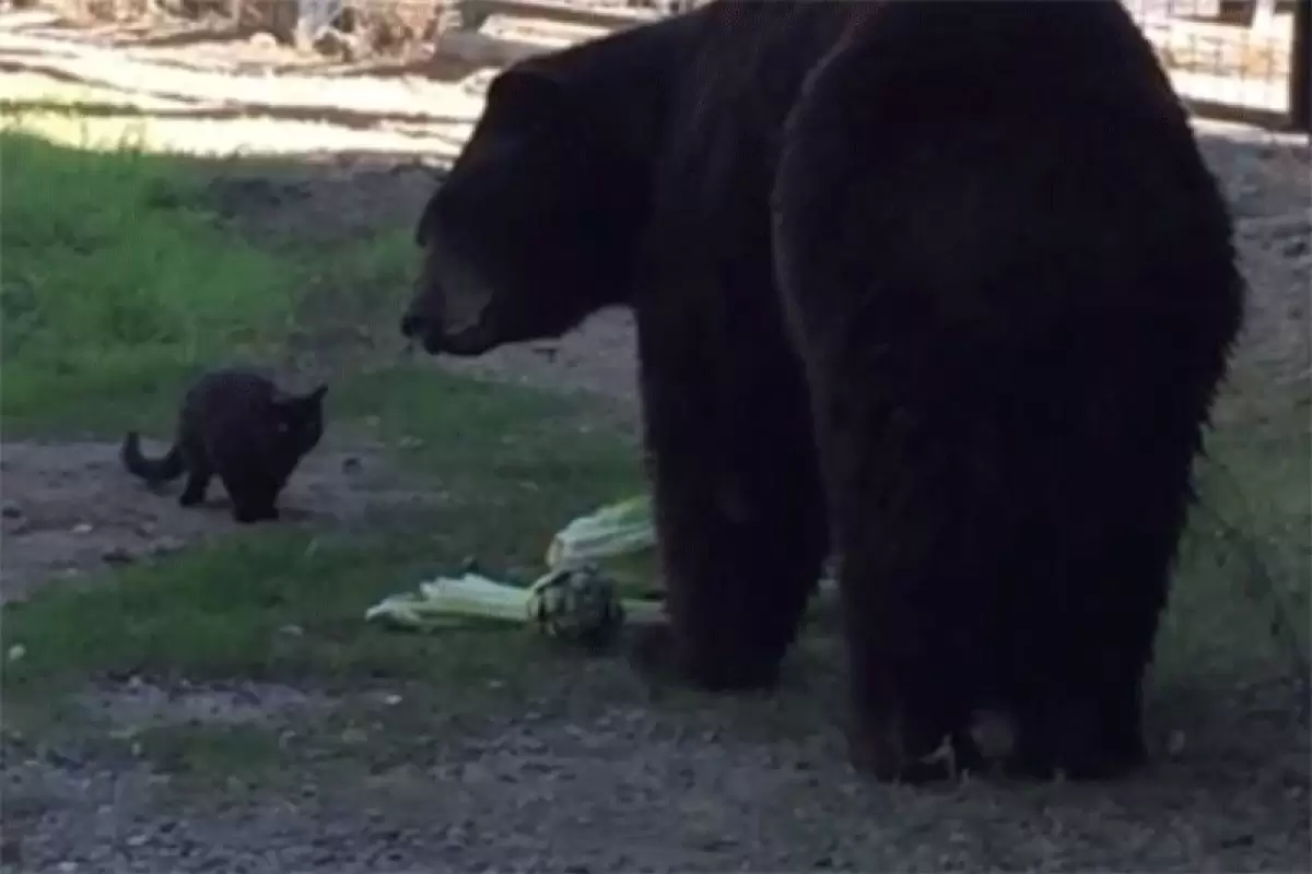 (ویدئو) رویارویی عجیب یک خرس قوی‌هیکل با یگ گربه و نتیجه‌ای شگفت‌انگیز!