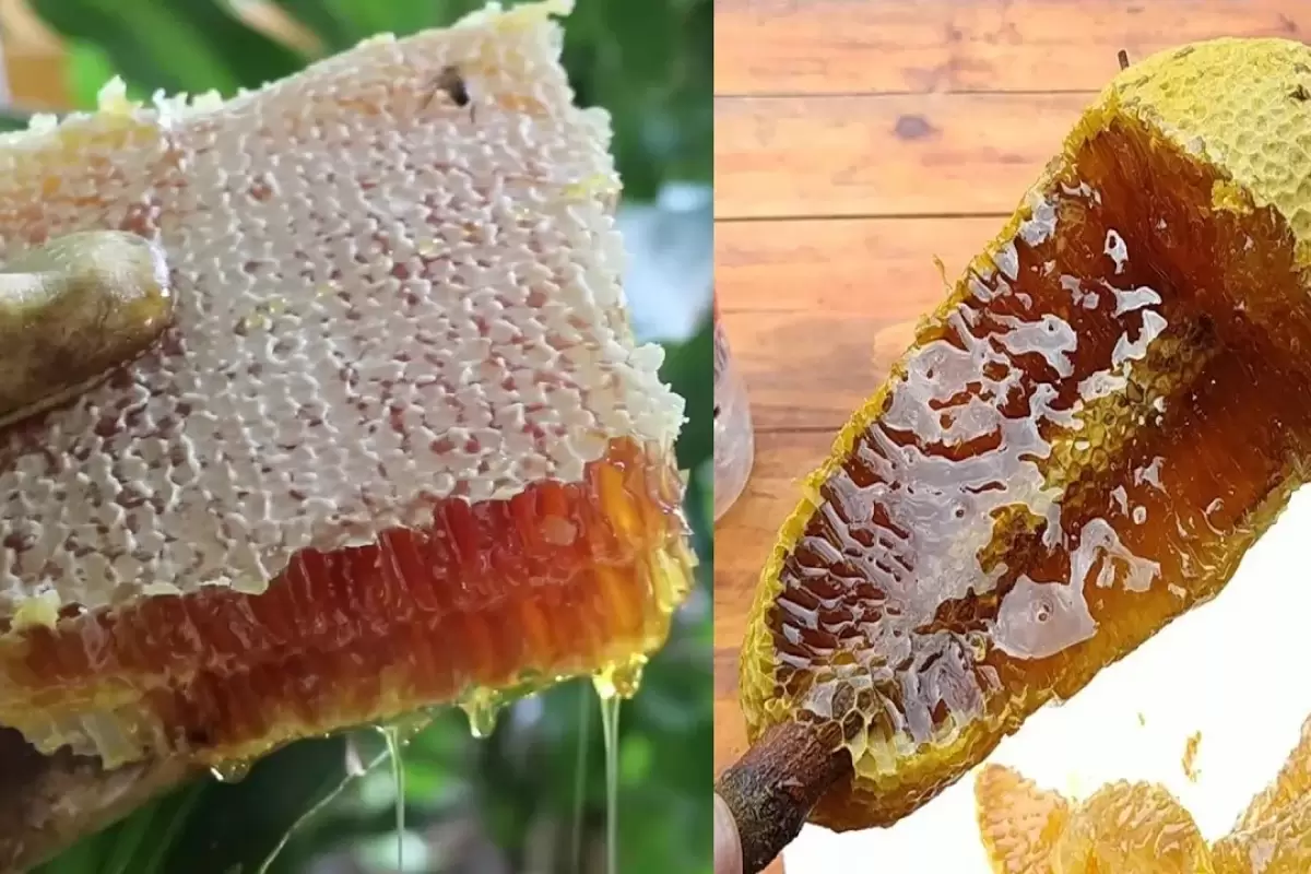 (ویدئو) فرآوری حیرت انگیز عسل طبیعی را از نزدیک ببینید